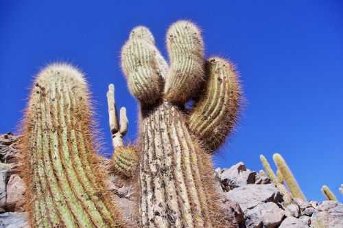 TREKKING NEL DESERTO DI ATACAMA 2015